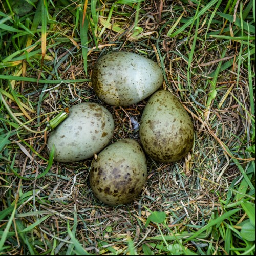 curlew3blog3.jpg