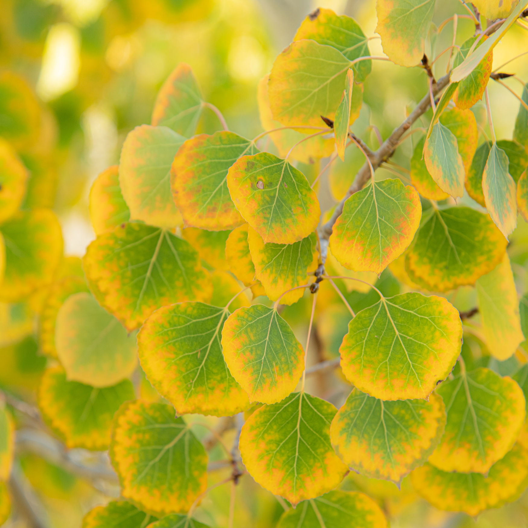 Yellow/green leaves of aspen trees.
