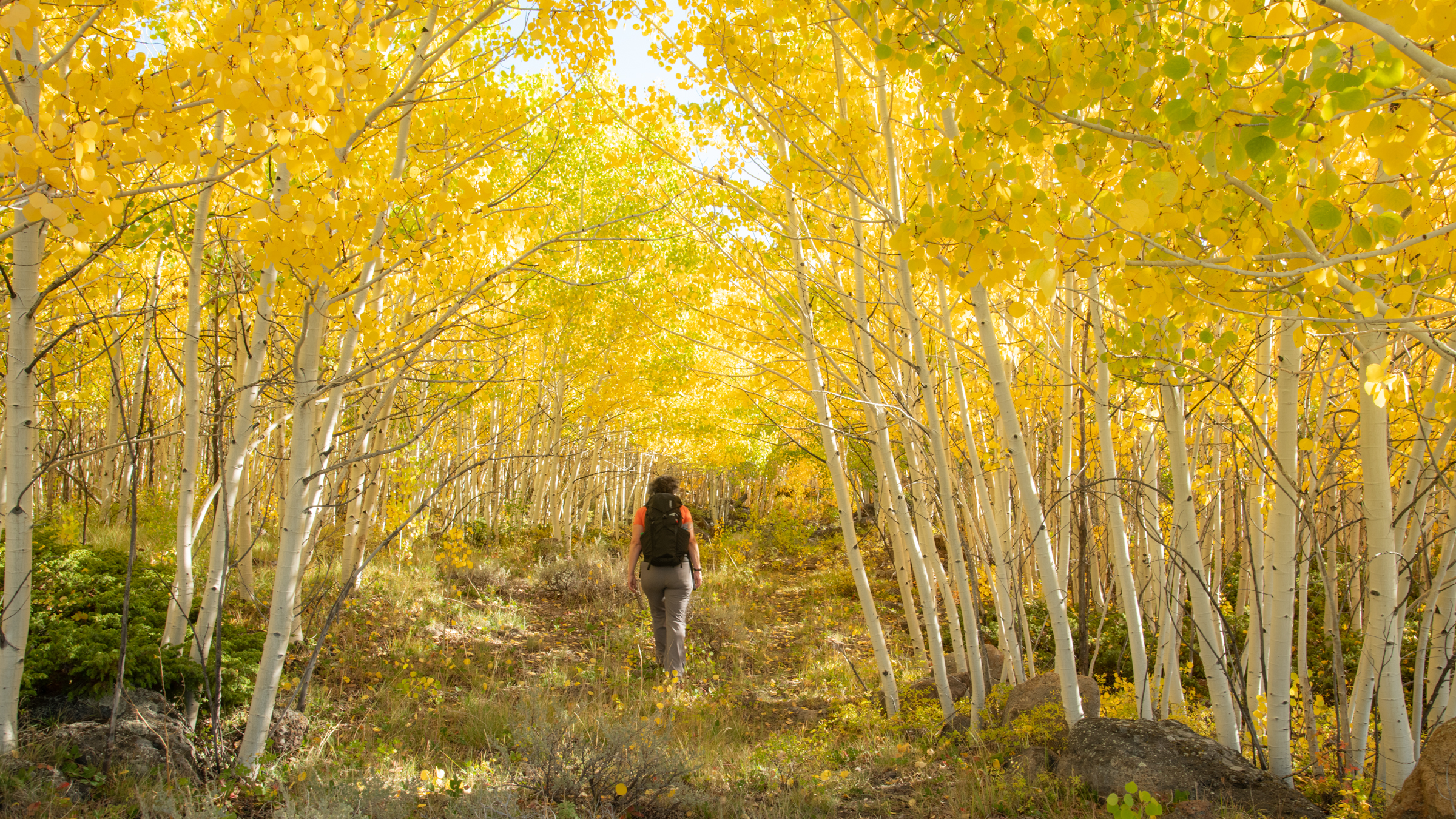 A woman walks between aspen trees, with white trunks and yellow leaves