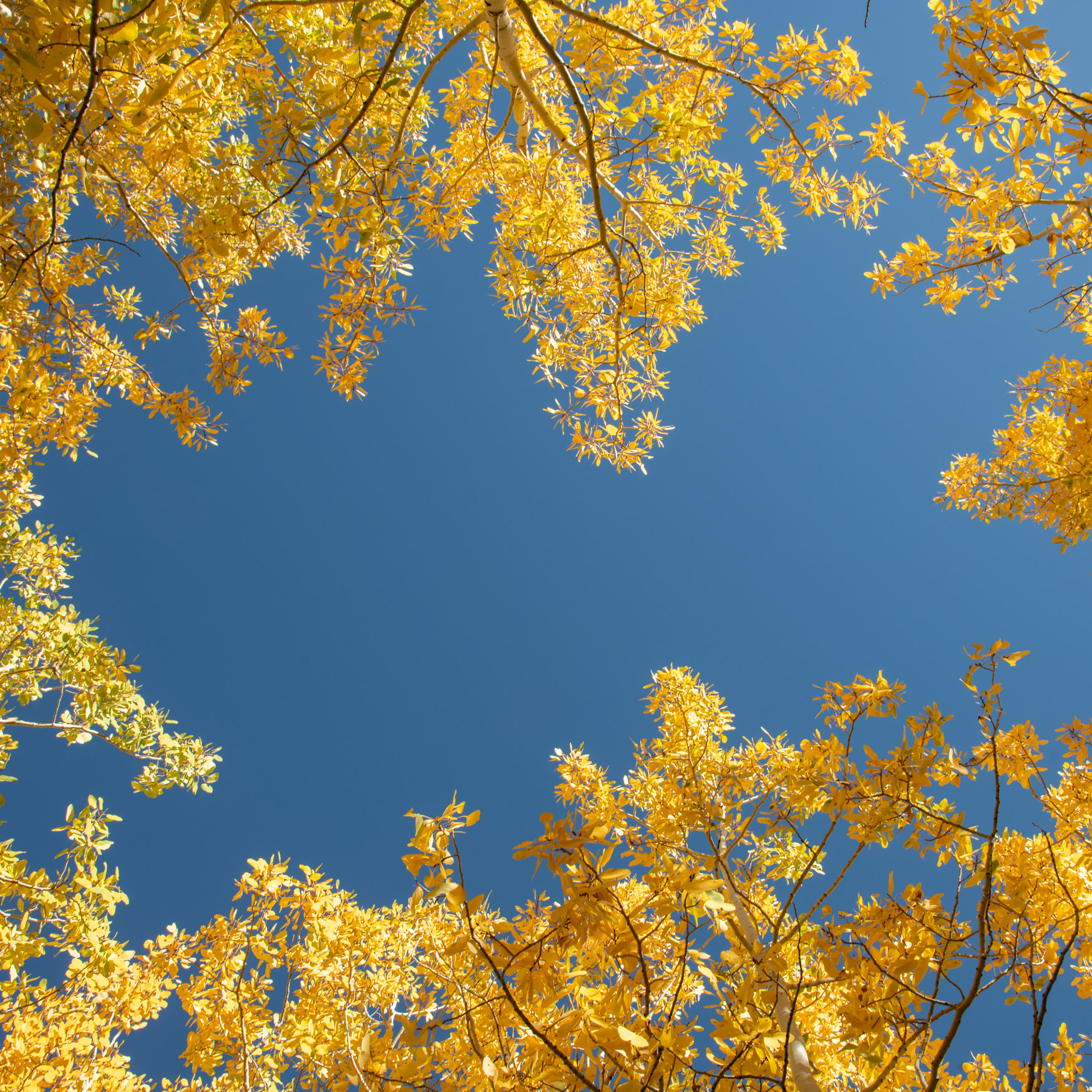 Golden leaves of Pando tree, framed against a pure blue sky