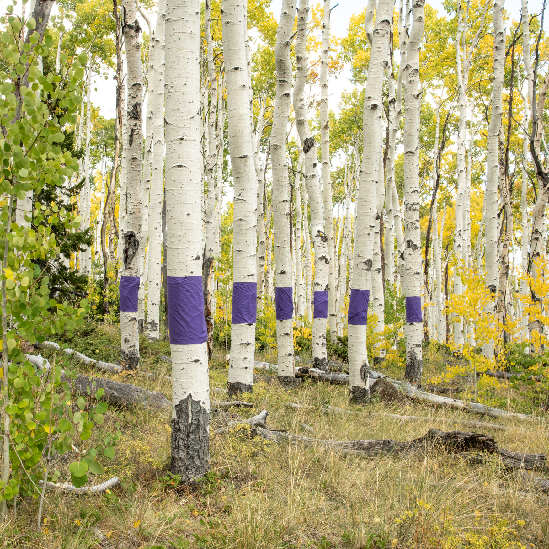A stand of white-stemmed trees with 7 wrapped in purple cloth