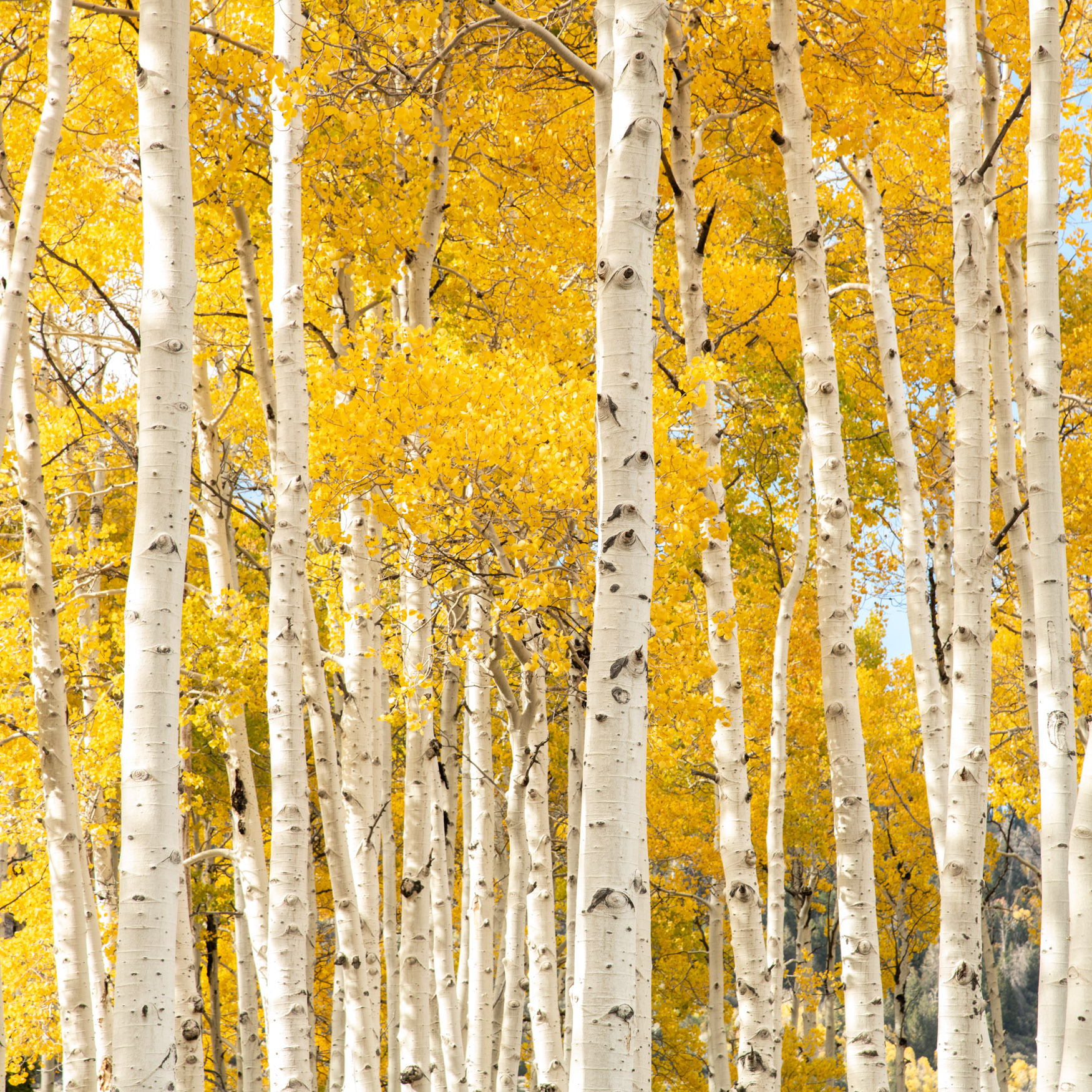 A forest of trees with white trunks and yellow leaves
