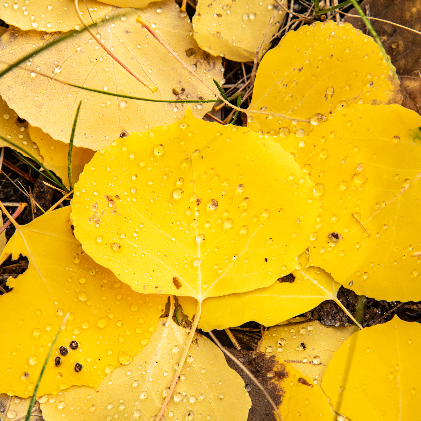 Yellow leaves with drops of water on them