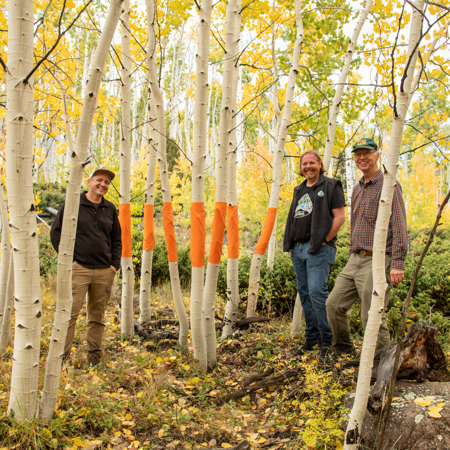 Three men stand among thin white aspen tree-trunks, with orange wrapping on the trunks