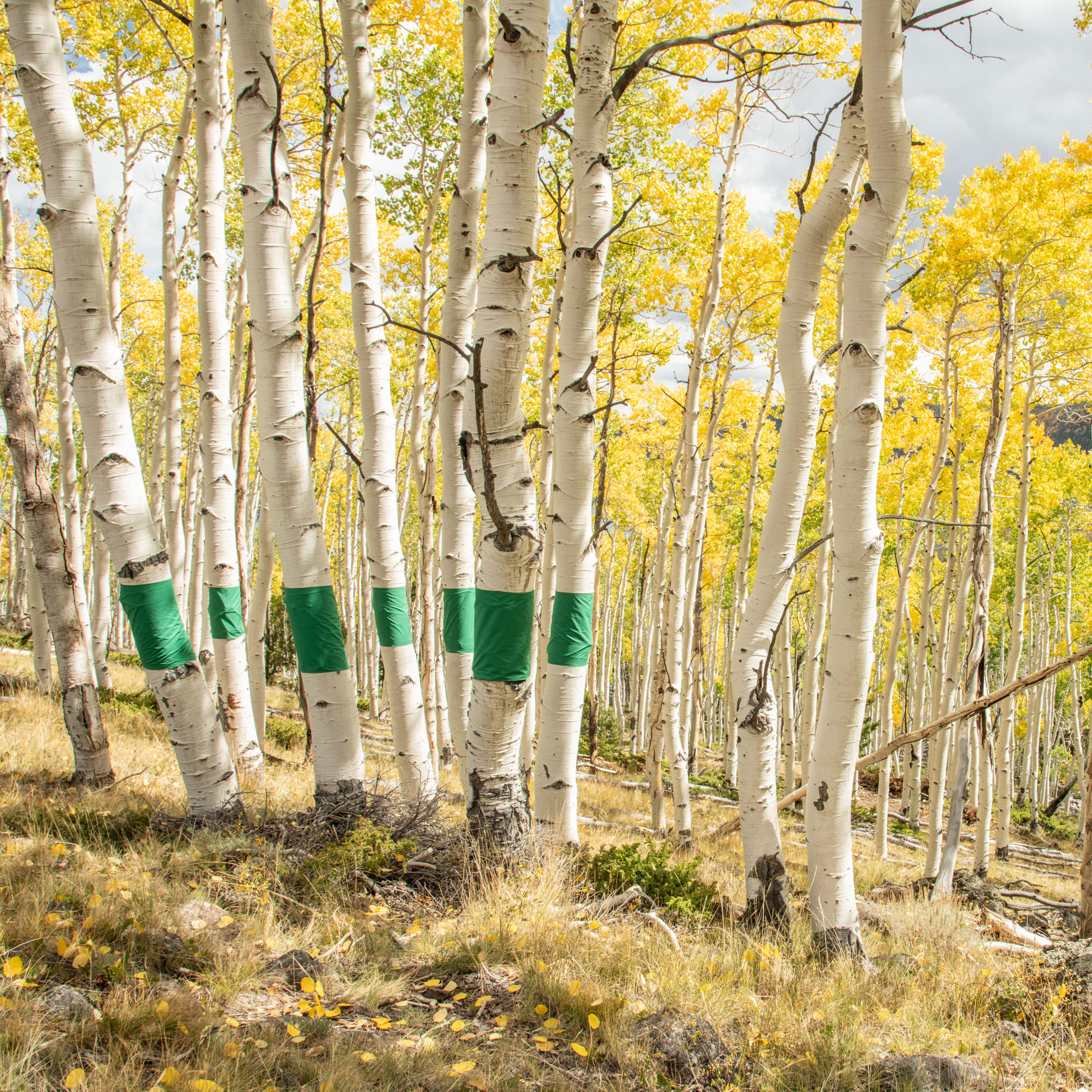 Aspen trees with white trunks and yellow leaves and a band of green cloth