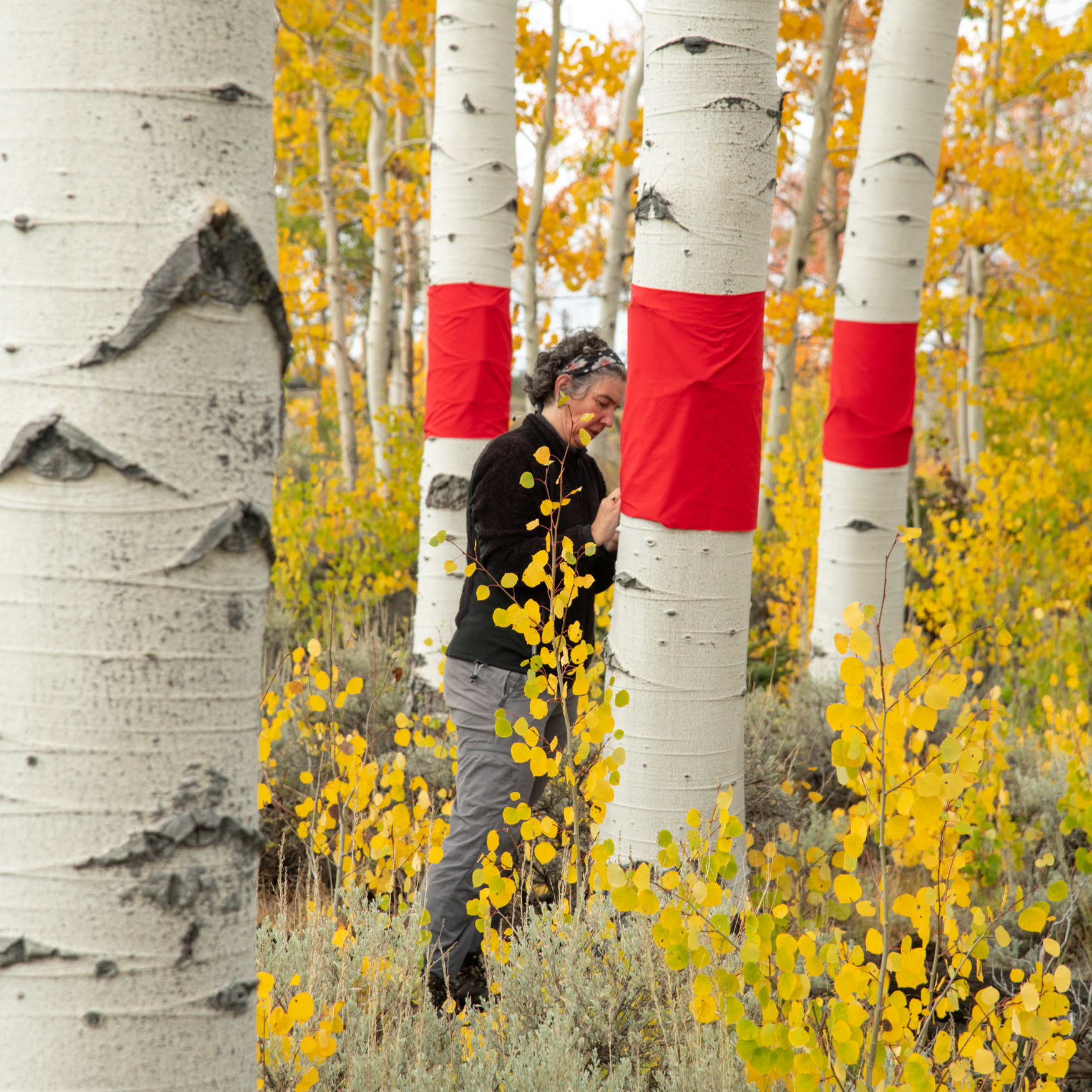 White stemmed aspen trees wrapped with red cloth. A woman stands beside one tree fixing the cloth