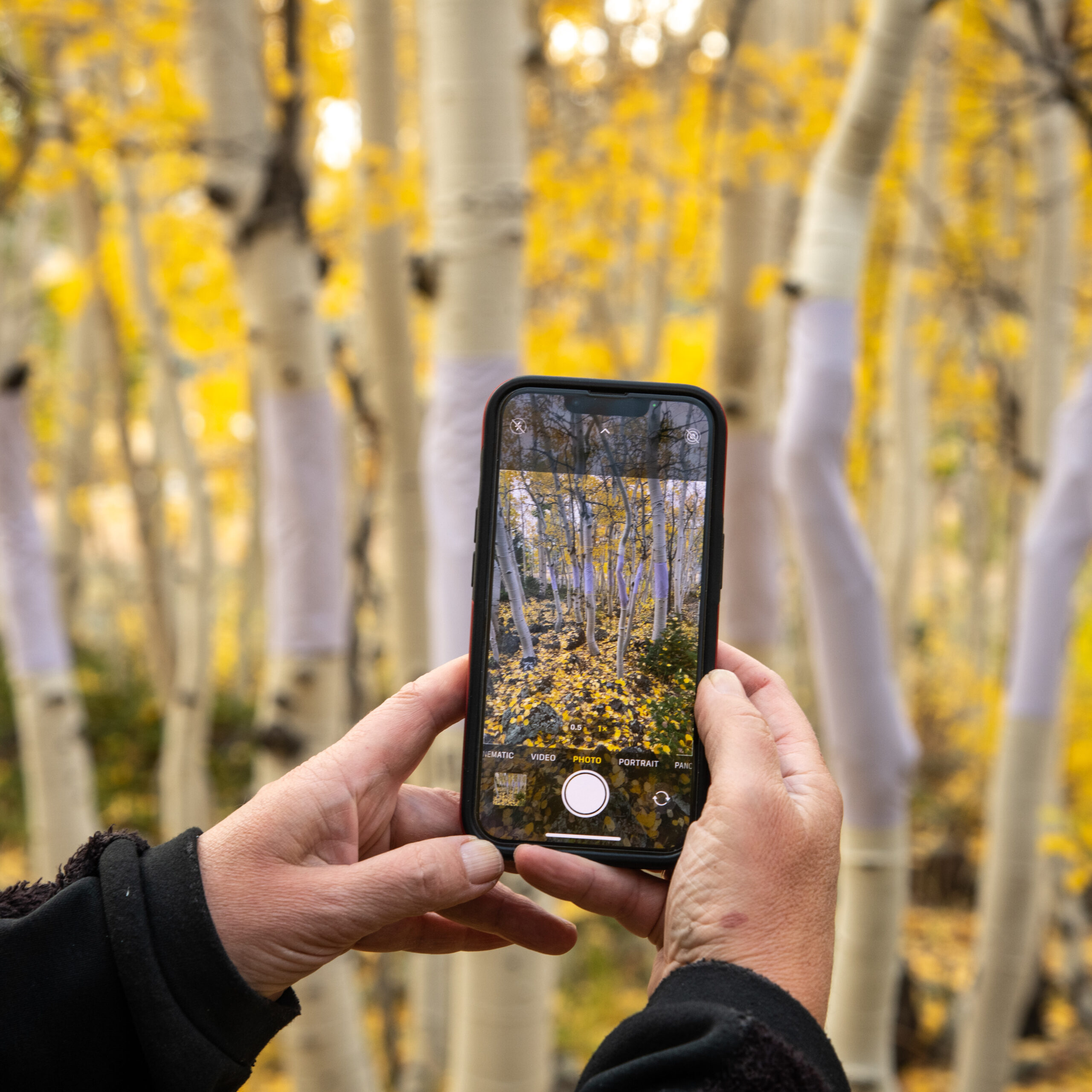 A person holds up a mobile phone. On the screen can be seen an image of tree trunks. Some of the trunks are wrapped with violet material.