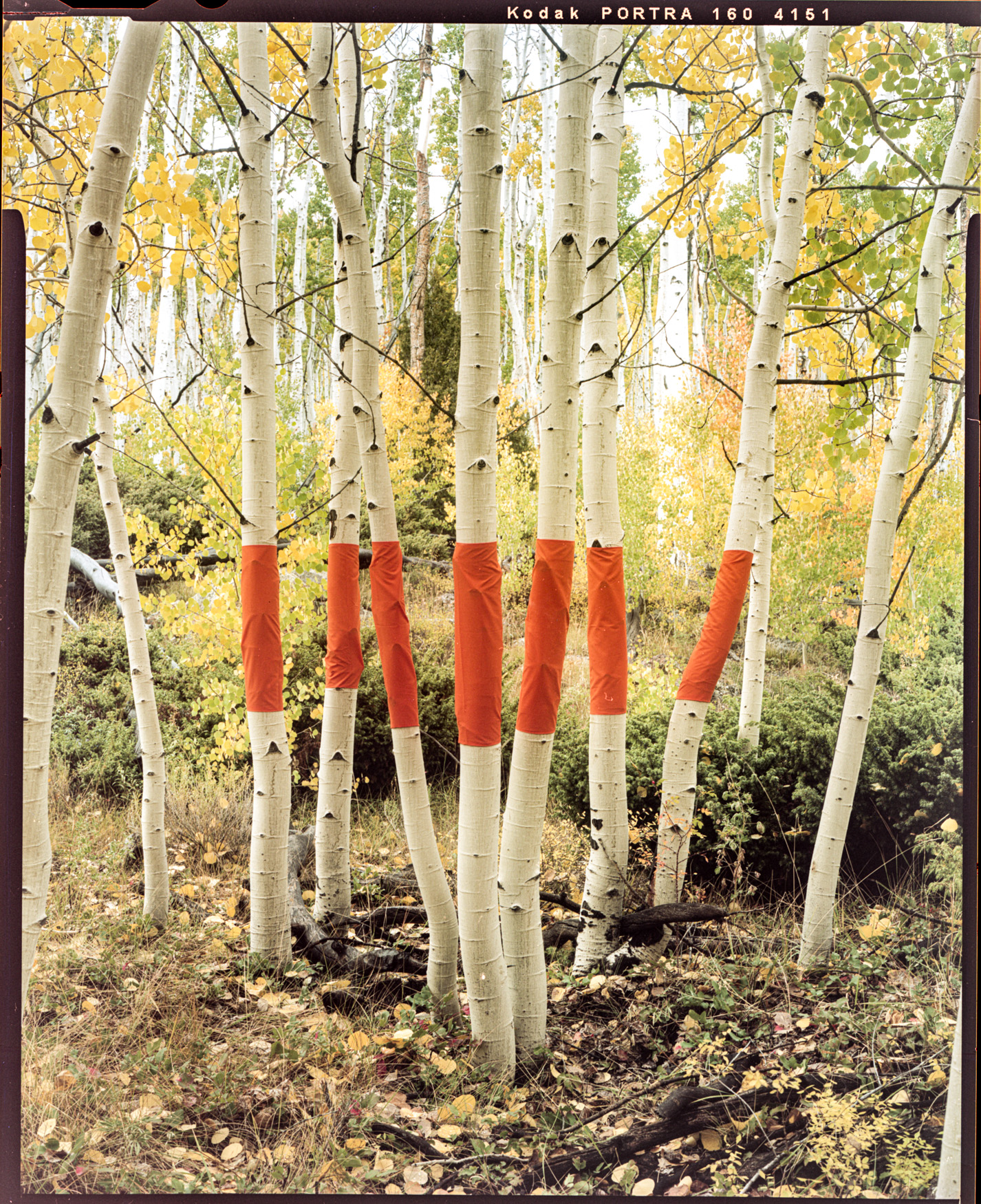 An image of white tree trunks wrapped in orange cloth