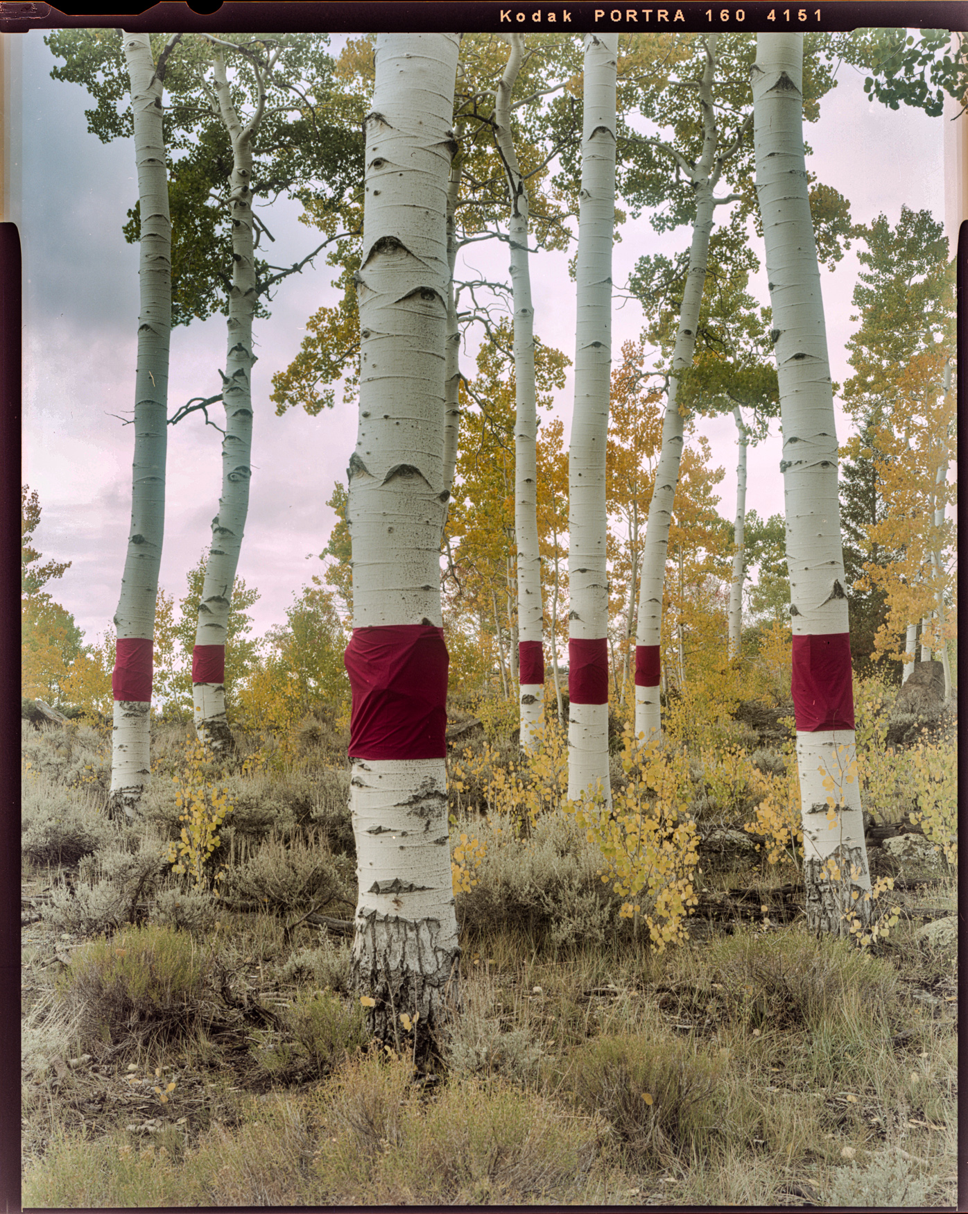 Tall white stemmed trees with red cloth wrapped around it